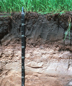 Профили почвы   Копайте глубоко в любую почву, и вы увидите, что она состоит из слоев или горизонтов
